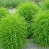 Forage Kochia Green Flower(50) เมล็ด Forage Kochia สีเขียว 50 เมล็ด