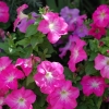 666000 เมล็ด 100 กรัม Garden Petunia Grandiflora Hedgiflora Multiflora Flower