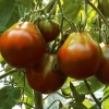 Tomato Seeds Black Truffle Ukraine