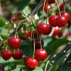 cherry-tree Edible Fruit Seeds