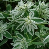 Euphorbia Marginata Snow on the mountain flower