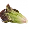 ผักสลัดเรดคอส red cos lettuce