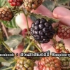 ต้นแบล็คเบอร์รี่ Blackberry พันธุ์ Driksen