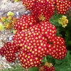 Achillea millefolium Yarrow Sneezewort Paprika mix Flower Bulk Seeds