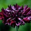 20000 เมล็ด 100 กรัม Centaurea Cornflower mixed flower