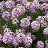 Lobularia Carpet of Snow Sweet Alyssum Snowdrift Purple