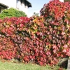 Boston Ivy Vine Virginia creeper Parthenocissus tricuspidata