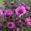 100000 Seeds 100 grams England Aster Wildflower