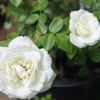 Climbing Rose Seeds Climber Pure White Perennials Flower