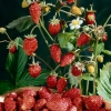 Wild strawberry seeds RUGIA