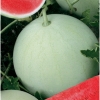 Watermelon seeds White Ukraine