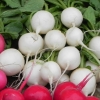 White Radish Radishes Globe Vegetable(30) เมล็ดราดิส สีขาว 30 เมล็ด