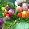 Bolivian Rainbow Chilli Chili Vegetable Seeds(20) เมล็ดพริก Bolivian Rainbow Chilli 20 เมล็ด
