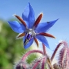 Borage Borago officinalis Garden Flower(35) เมล็ดดอก Borage Borago officinalis 35 เมล็ด