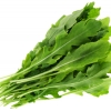 ผักสลัดร็อคเก็ต rocket lettuce