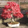 Red maple Scarlet maple Acer rubrum Bonsai Tree Shrub