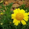 36000 เมล็ด 100 กรัม Marigold Crown Daisy Garden Flower