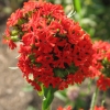 133000 เมล็ด 100 กรัม Lychnis Campion Catchfly Jerusalem Maltese Cross Flower