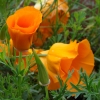 200000 เมล็ด 100 กรัม California Cham poppy Tufted Eschscholzia Yellow Golden