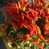 Capsicum Annuum Banana Peppers Yellow Wax Pepper Sweet Chilli