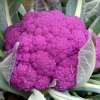 Purple Cauliflower Garden Vegetable seed