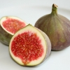 Common Fig Bush