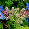 100 กรัม 5,300 เมล็ด Borage Flower