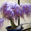 100 กรัม Wisteria Seeds Bonsai Tree Seeds Wisteria sinensis Chinese Wisteria Vine Violet Blue Flowers