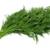 ผักชีลาว Dill
