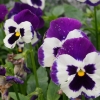 Viola English Violet Wild Pansy Heartsease Violetta Flower