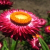 Strawflower Helichrysum Garden flower