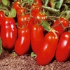 Tomato Vegetable seeds San Marzano