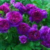Climbing Rose Seeds Climber Purple Perennials Organic