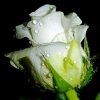 White Roses Cream Rose Breathes of Love Flower