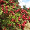 Anatolian Red Hawthorn Fruit Tree Shrub Fresh Showy Edible Fruit T