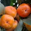 00 กรัม 780 เมล็ด Asian Persimmon Tree Seeds Orange Huge Fruit Sweet