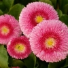 500000 เมล็ด 100 กรัม English Daisy Bellis Perennis Tasso Strawberries & Cream