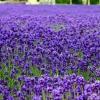 Lavender Lavandula angustifolia spica Blue Purple Garden Flower Herbs