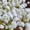 100 กรัม 100,000 เมล็ด Gypsophila White Baby's Babys Breath