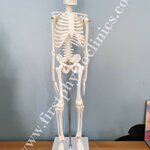 โครงกระดูกจำลอง / หุ่นจำลองโครงกระดูก