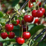 cherry-tree Edible Fruit Seeds