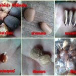 หางนกยูง เมล็ดละ 1 บาท