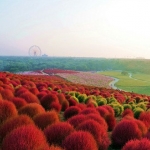Grass Kochia Scoparia RED Flower(50) เมล็ด Kochia Scoparia สีแดง 50 เมล็ด