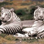 เสือขาว II