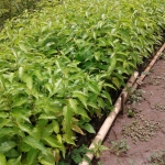 ต้นนางพญาเสือโคร่ง (ซากุระเมืองไทย)