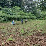 ลงปลูกป่าต้นสักทอง ต้นพยุง งานปลูกต้นไม้เรียบร้อย 🌳🌳 แปลงปลูก อ.เวียงสา จ.น่าน .