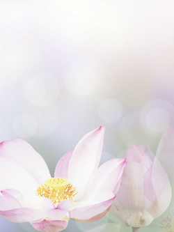 วอลเปเปอร์ภาพดอกบัว (สั่งผลิต)