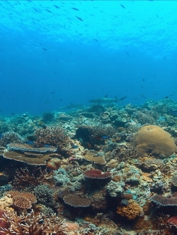 วอลเปเปอร์ ภาพใต้ท้องทะเล