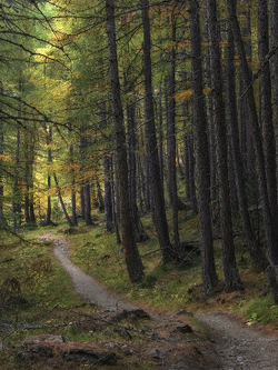 วอลเปเปอร์ภาพป่าไม้ (สั่งผลิต)