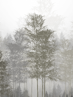 วอลเปเปอร์ภาพป่าเขตร้อน Tropical (สั่งผลิต)